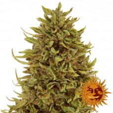 Pineapple Express - Barney's Farm